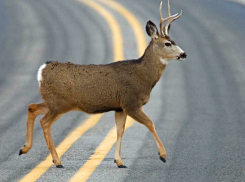 Внезапно выскочивший перед автомобилем олень на леушенской трассе попал на видео