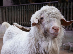 Голодные румыны убили редкую козу в Берлинском зоопарке