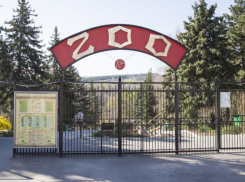 Вышел из комы – сотрудник зоопарка, на которого напал тигр, пришел в сознание