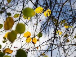 Сегодня жителей Молдовы ожидает чудесный осенний день