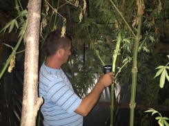 Рекордную коноплю партийного активиста в Кагульском районе показали на видео