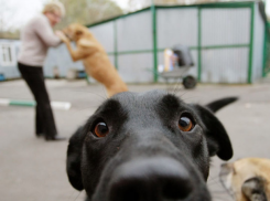 В Бельцах откроется муниципальный приют для бездомных животных