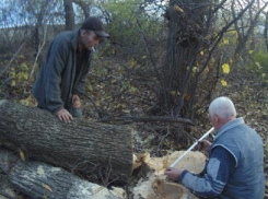 «Черные лесорубы» избили инспектора по охране окружающей среды в Сынжерей