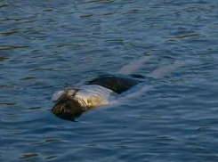 Сбросив труп женщины в Днестр, убийца троих человек попытался бежать из Молдовы в Россию