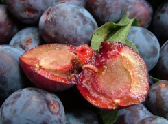 На границе с Россией задержали тонны слив с «биологическим оружием» из Молдовы