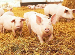 Заболевших африканской чумой свиней убили и сожгли в Каушанах