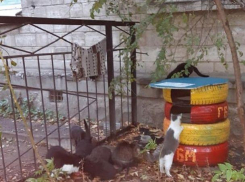 Неравнодушные кишиневцы начали сооружать во дворах домики для кошек