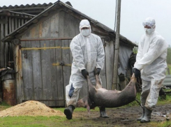 Очаг африканской чумы свиней выявили в окрестностях румынского города