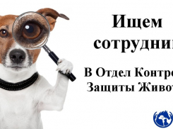 Обзор городских вакансий: любителям животных - сюда