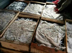 Полтонны контрабандной рыбы попытался провезти в столицу житель района Штефан Водэ 