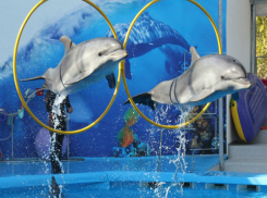 Единственный дельфинарий Молдовы закрыли и решили перевезти в Одессу