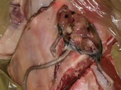 «Ужас!»: украинка обнаружила в купленном мясе труп страшного зверя