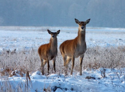 Moldsilva выделяет 7 миллионов на подкормку диких животных зимой