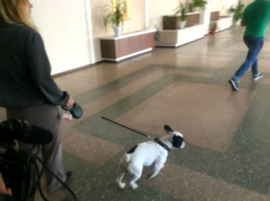 Французский бульдог 32-летней женщины искусал восьмилетнего школьника в Кишиневе