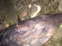 Поражающую воображение краснокнижную белугу убили браконьеры в Одесской области