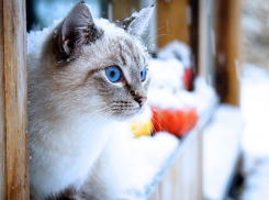 Передышку от снегопада пообещали в выходные жителям Молдовы 