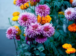 Налоговая напомнила продавцам о правилах торговли перед 8 Марта