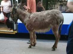 Неожиданный косматый «пешеход» на улице Кишинева насмешил горожан