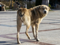 Бездомная собака напала на ребенка в Хынчештах