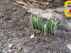 Вблизи Кишинева уже цветут подснежники