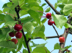 В Хынчештском районе подросток подстрелил друга, забравшегося на черешню