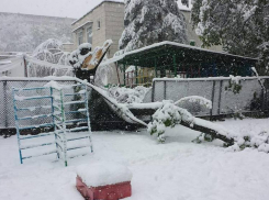 На Ботанике упавшее дерево сломало забор детсада