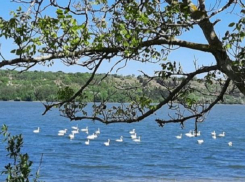 Чудесная картина в Голерканах - около сотни лебедей плавают по поверхности Дубоссарского водохранилища