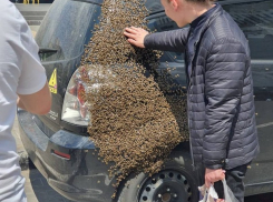 Пчелы захватывают Кишинев. В чем причина?