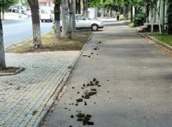 «Благоухающие» сюрпризы от лошади на тротуаре возмутили жителей Кишинева