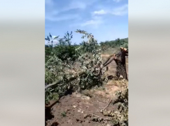В Молдове негде сбывать черешню, сады уничтожаются