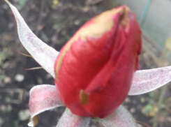 Аномальная январская погода вызвала «цветочное буйство» в районах Молдовы