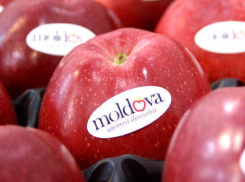 В Россию экспортируется в 260 раз больше молдавских яблок, чем в ЕС 