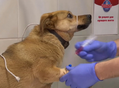 Мужчина не смог пережить отравление любимого пса в Одессе