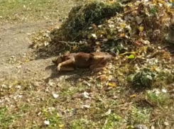 Отравление собак в Бельцах - прямая угроза также и для детей, а власти города не хотят реагировать