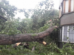 Жительница Кишинева была ранена упавшей с дерева веткой