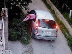 Вот так в Кишиневе воруют цветы