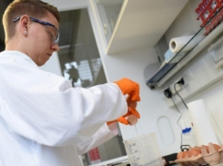 Загрязненные опасным пестицидом куриные яйца испугали Румынию