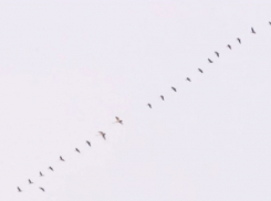 Сибирские гуси взяли курс на Молдову