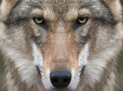 Волки держат в страхе молдавский поселок