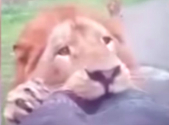 Голодный лев растерзал «запаску» джипа испугавшихся туристов и попал на видео