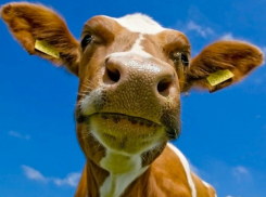 Маленький ребенок получил тяжелые травмы при нападении коровы в Бричанском районе