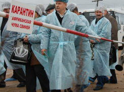 Вирус африканской чумы начал проникать вглубь Молдовы