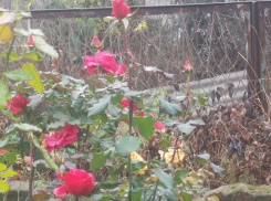 Последний день осени в Молдове будет солнечным 