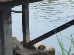Нашествие крыс в парке «Дендрарий» сняли на видео жители столицы 