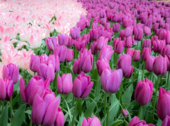 14 апреля в Кишиневе состоится открытие «острова тюльпанов»