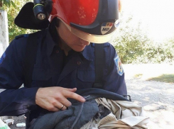 Спасение ошалевшего животного в Кишиневе сняли на видео