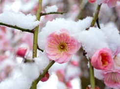 Аномальные удары стихии уничтожили в Молдове 34 тысячи гектаров сельхозугодий