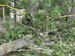 Огромный тополь рухнул во дворе жилого дома в Бельцах, где играли дети