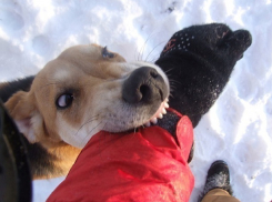 Ученые выяснили, каких людей чаще всего кусают собаки