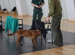 Нос, как радар: Служебный пес Тор признан лучшим кинологическим “сапером” страны